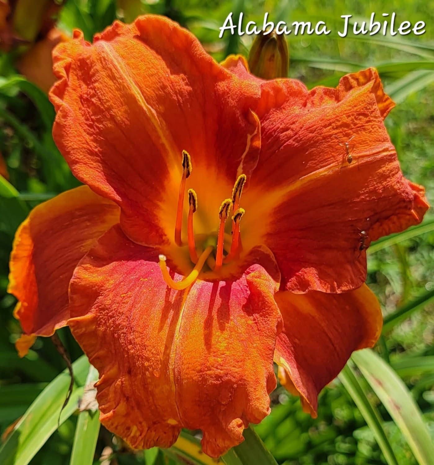 Alabama Jubilee