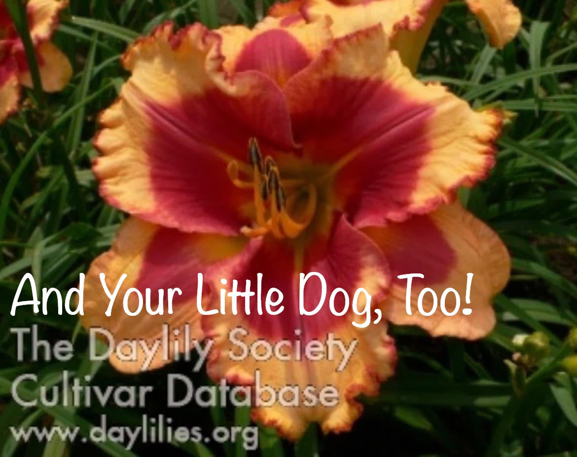 And Your Little Dog, Too!