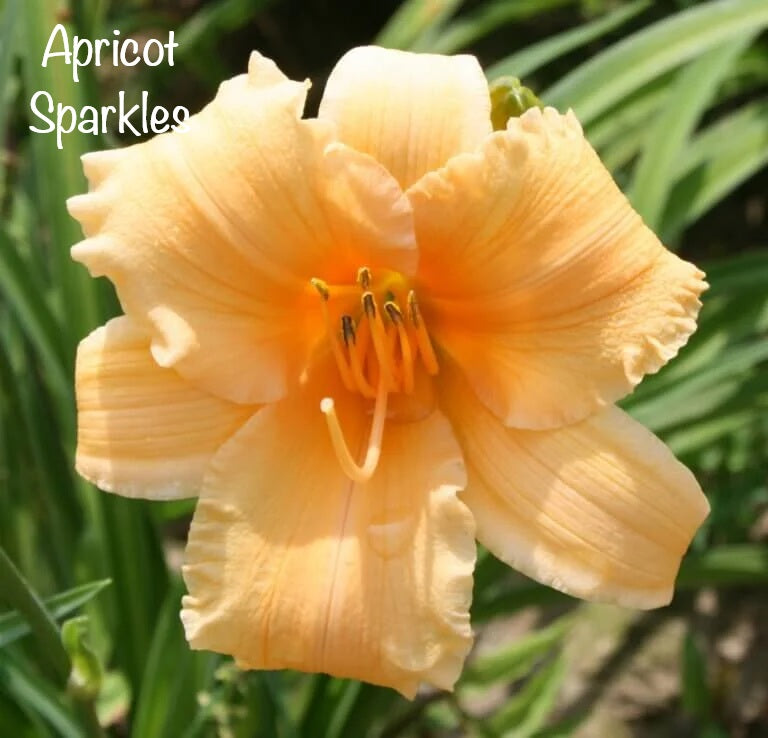Apricot Splarkles