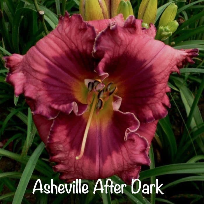 Asheville After Dark