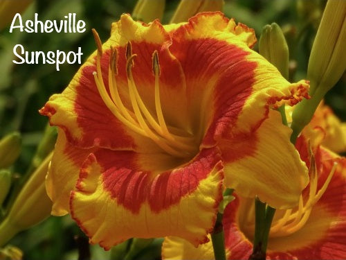 Asheville Sunspot