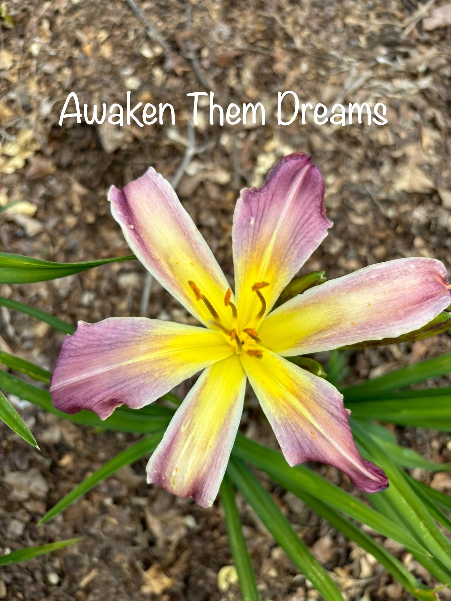 Awaken Them Dreams