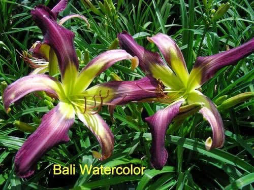 Bali Watercolor