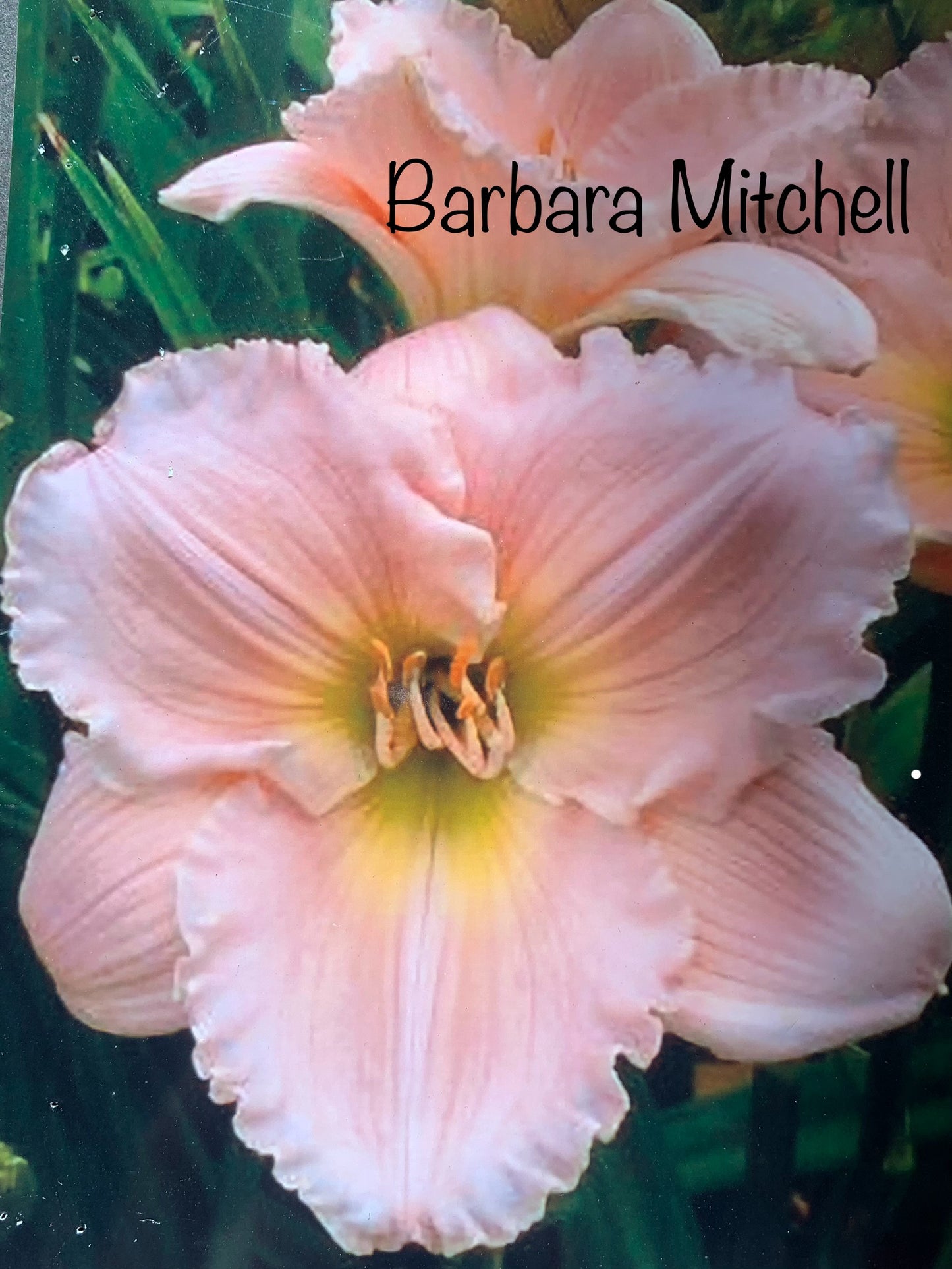 Barbara Mitchell