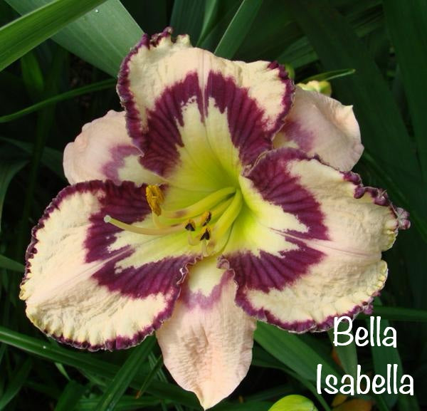 Bella Isabella
