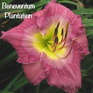 Beneventum Plantation