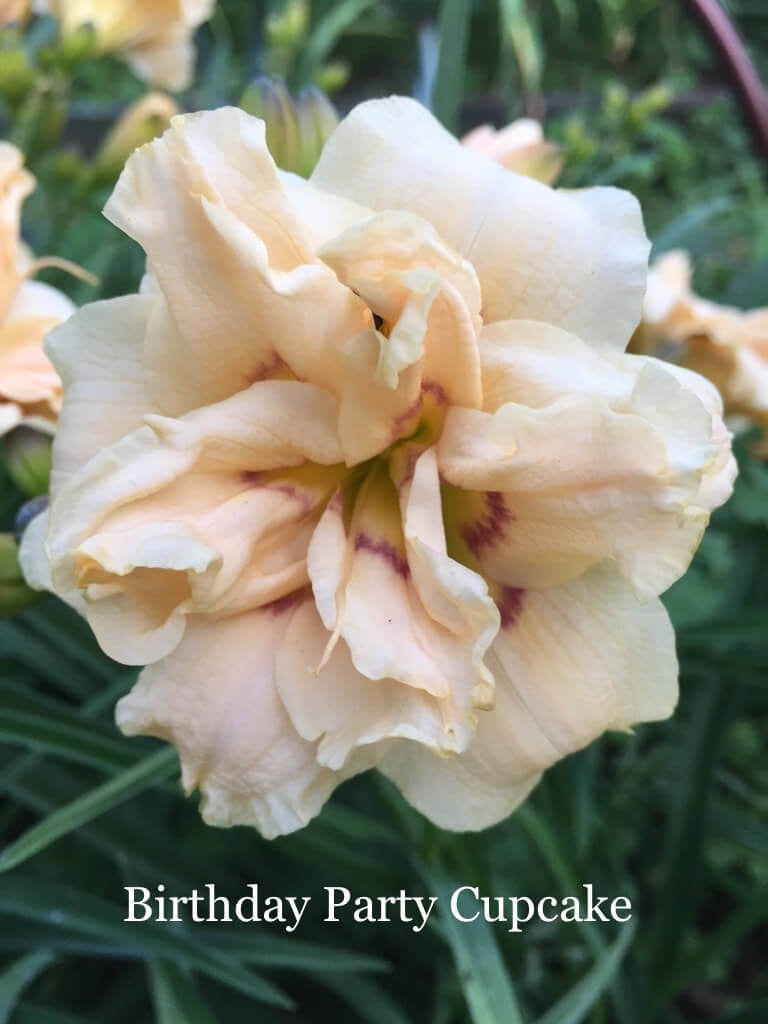 Birthday Party Cupcake