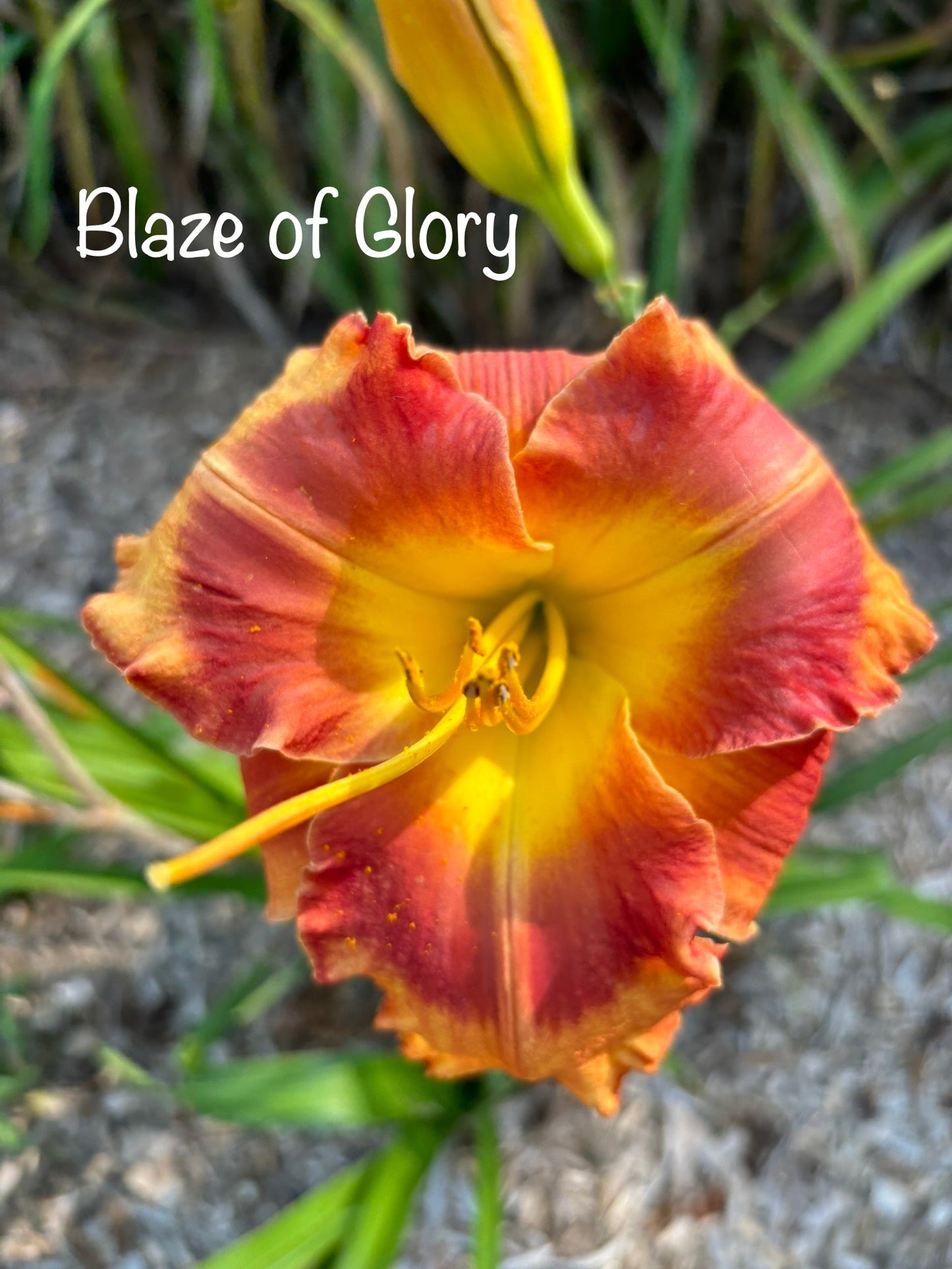Blaze of Glory