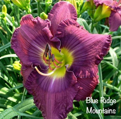 Blue Ridge Mountains