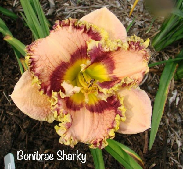 Bonibrae Sharky