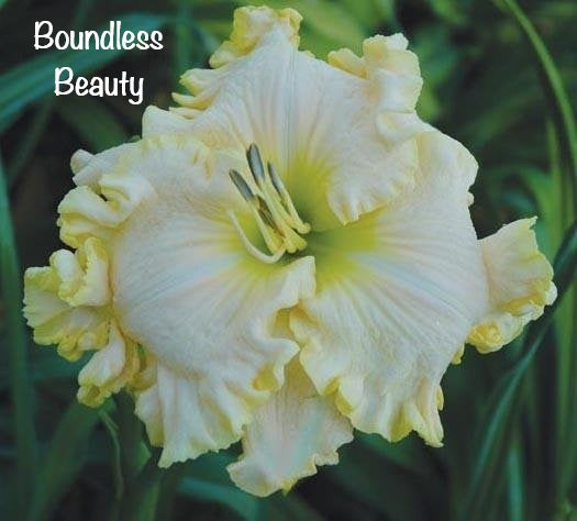 Boundless Beauty