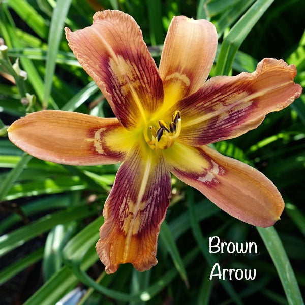 Brown Arrow