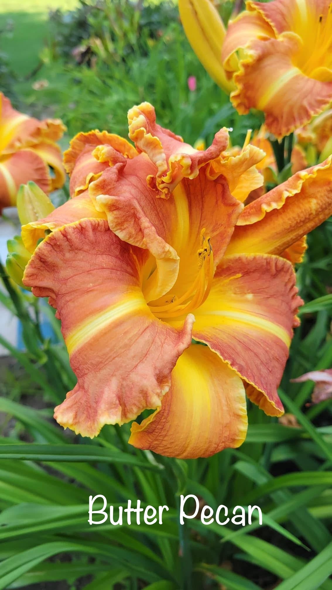 Butter Pecan