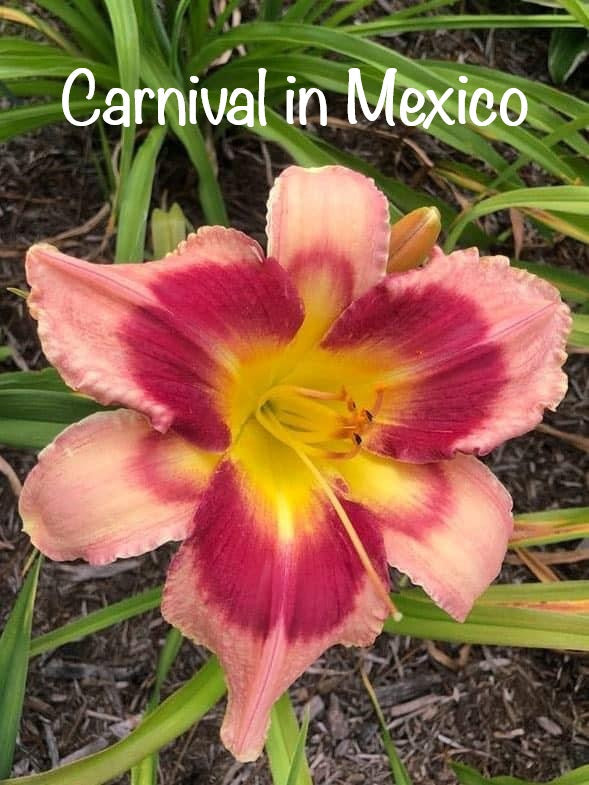 Carnival in Mexico