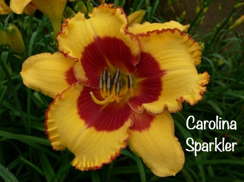 Carolina Sparkler