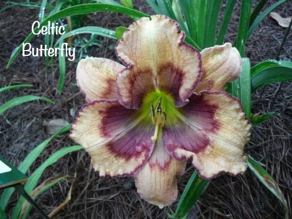 Celtic Butterfly