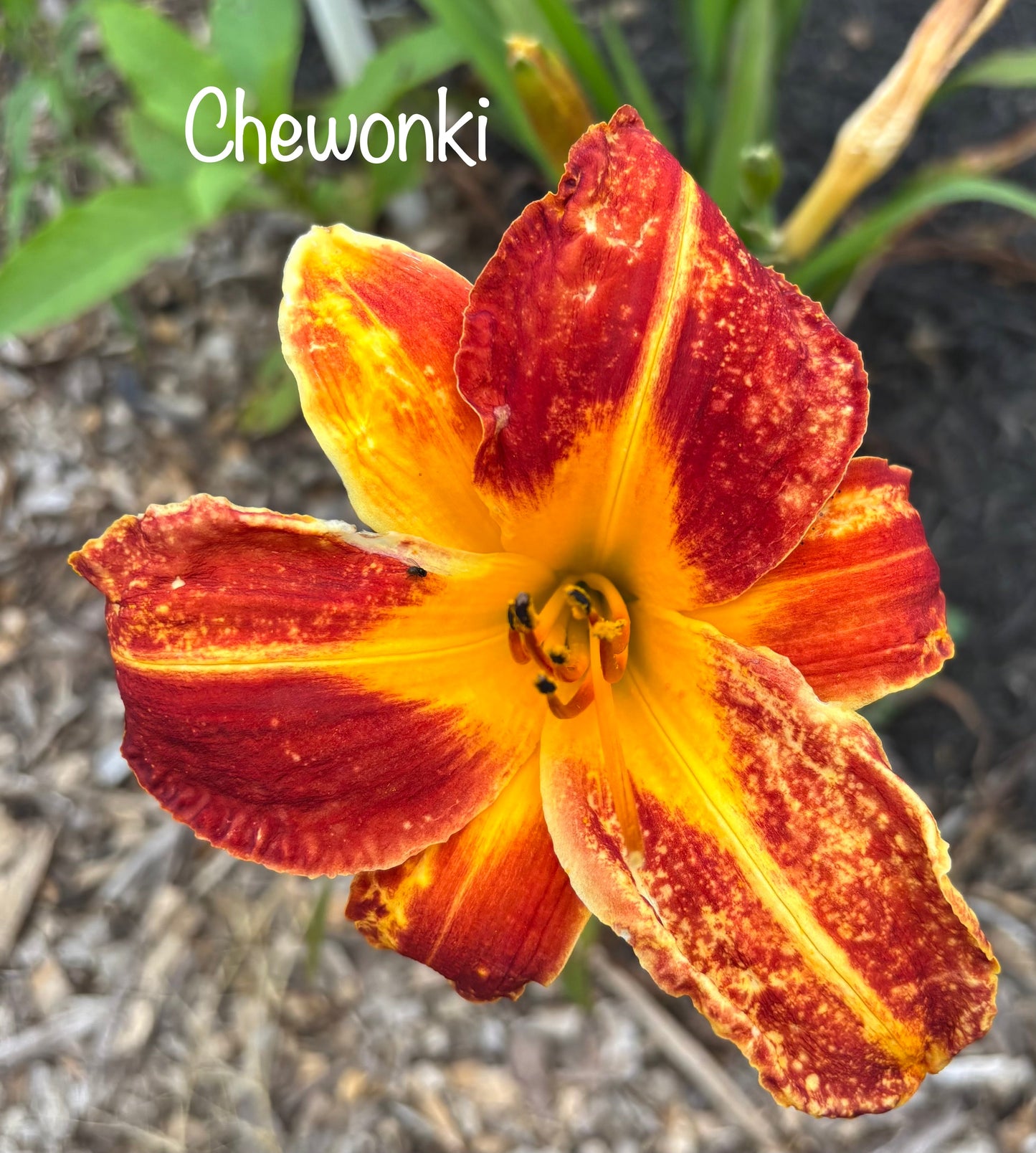 Chewonki
