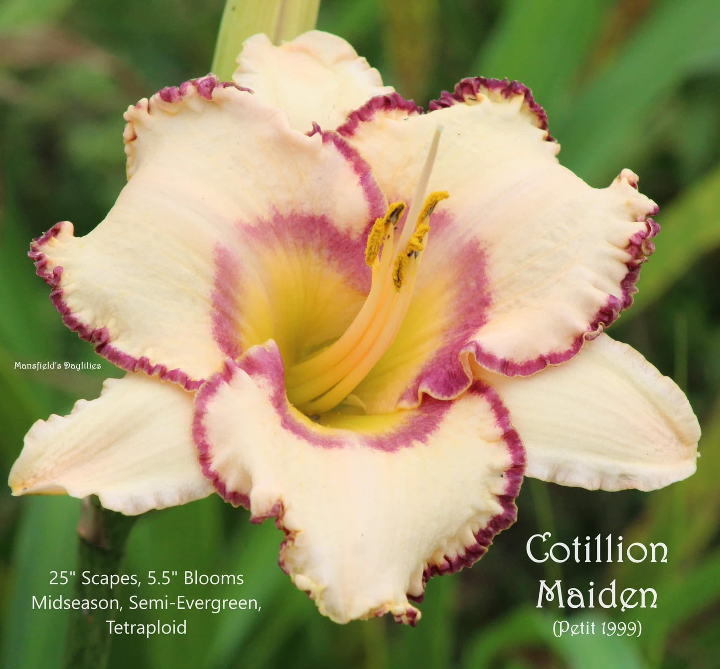 Cotillion Maiden