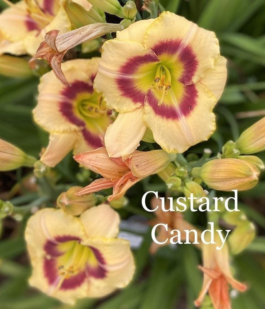 Custard Candy