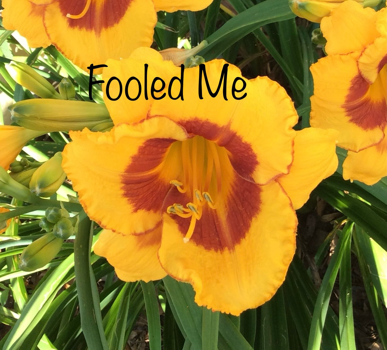 Fooled Me