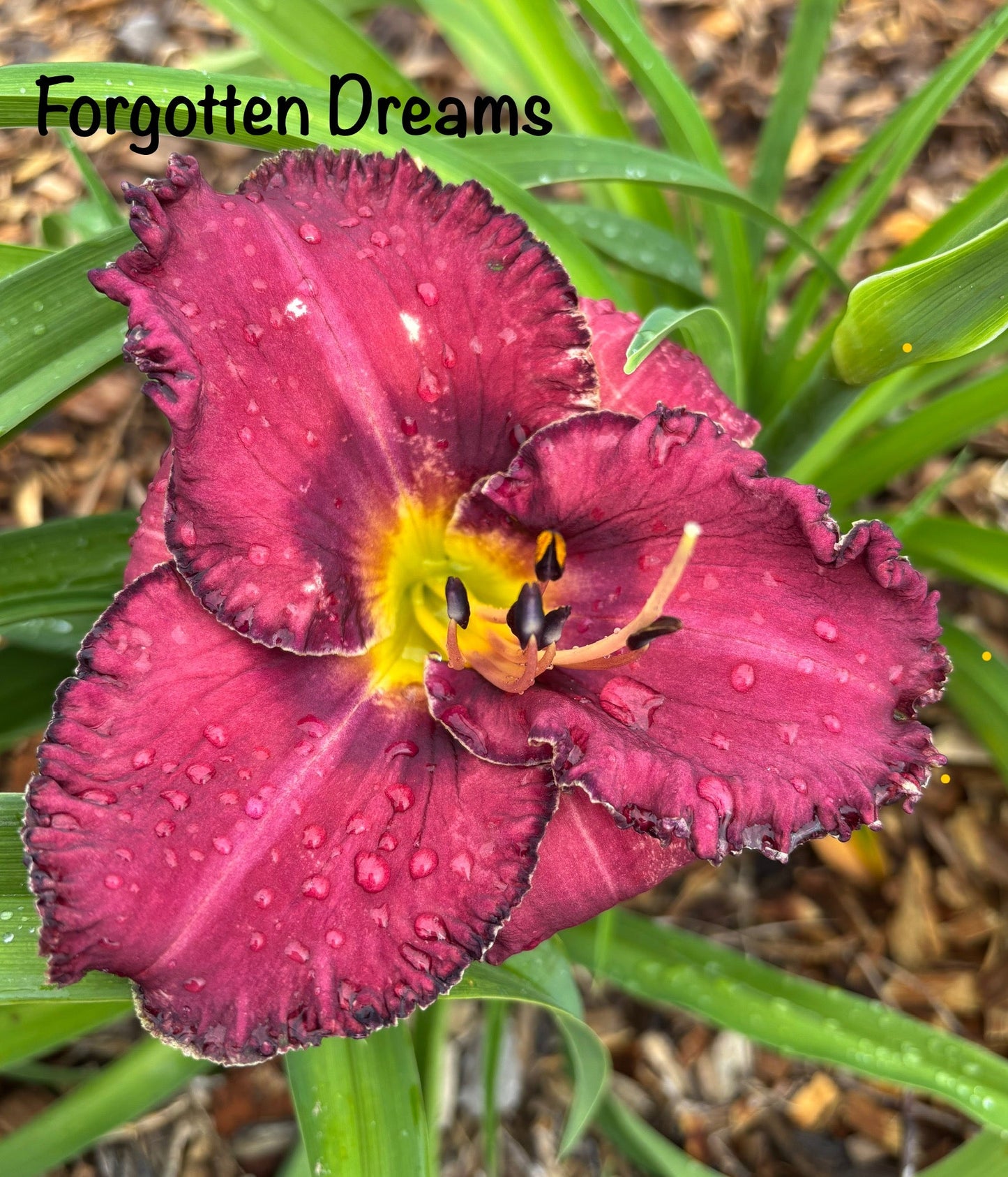Forgotten Dreams