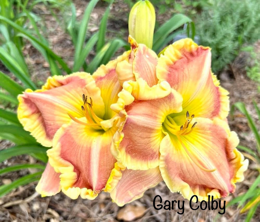 Gary Colby