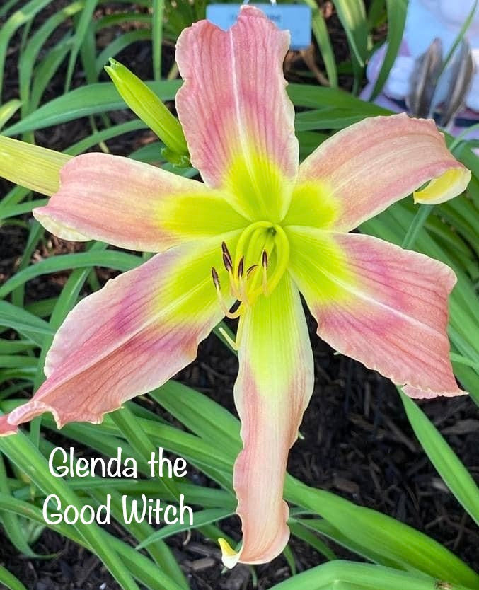 Glinda the Good Witch