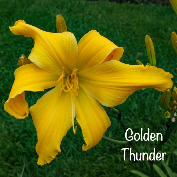 Golden Thunder