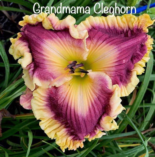 Grandmama Cleghorn