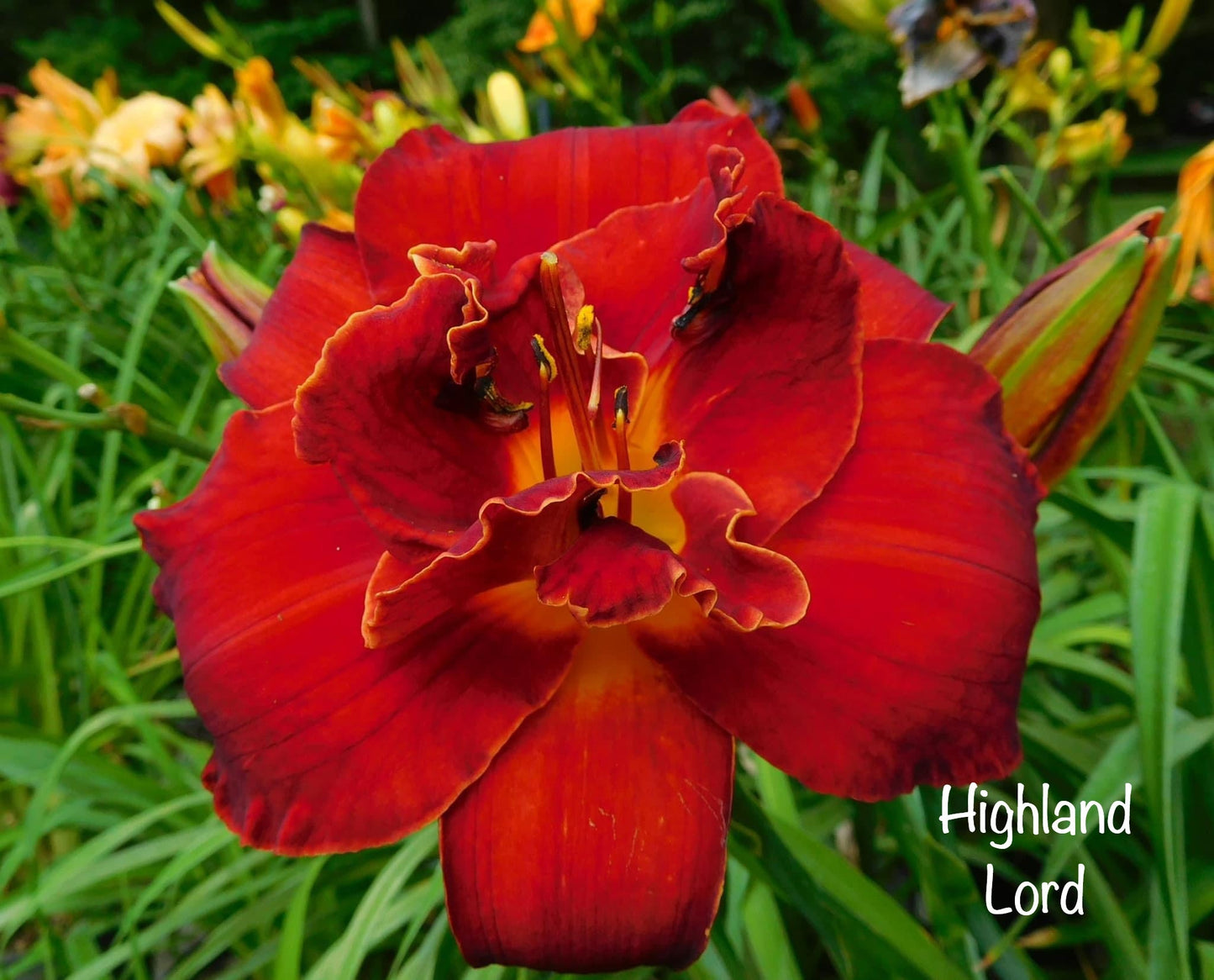 Highland Lord