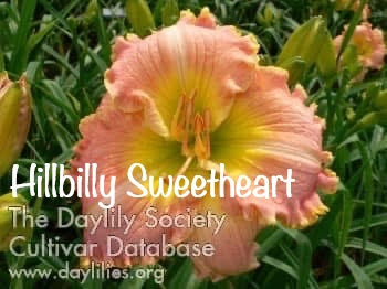 Hillbilly Sweetheart