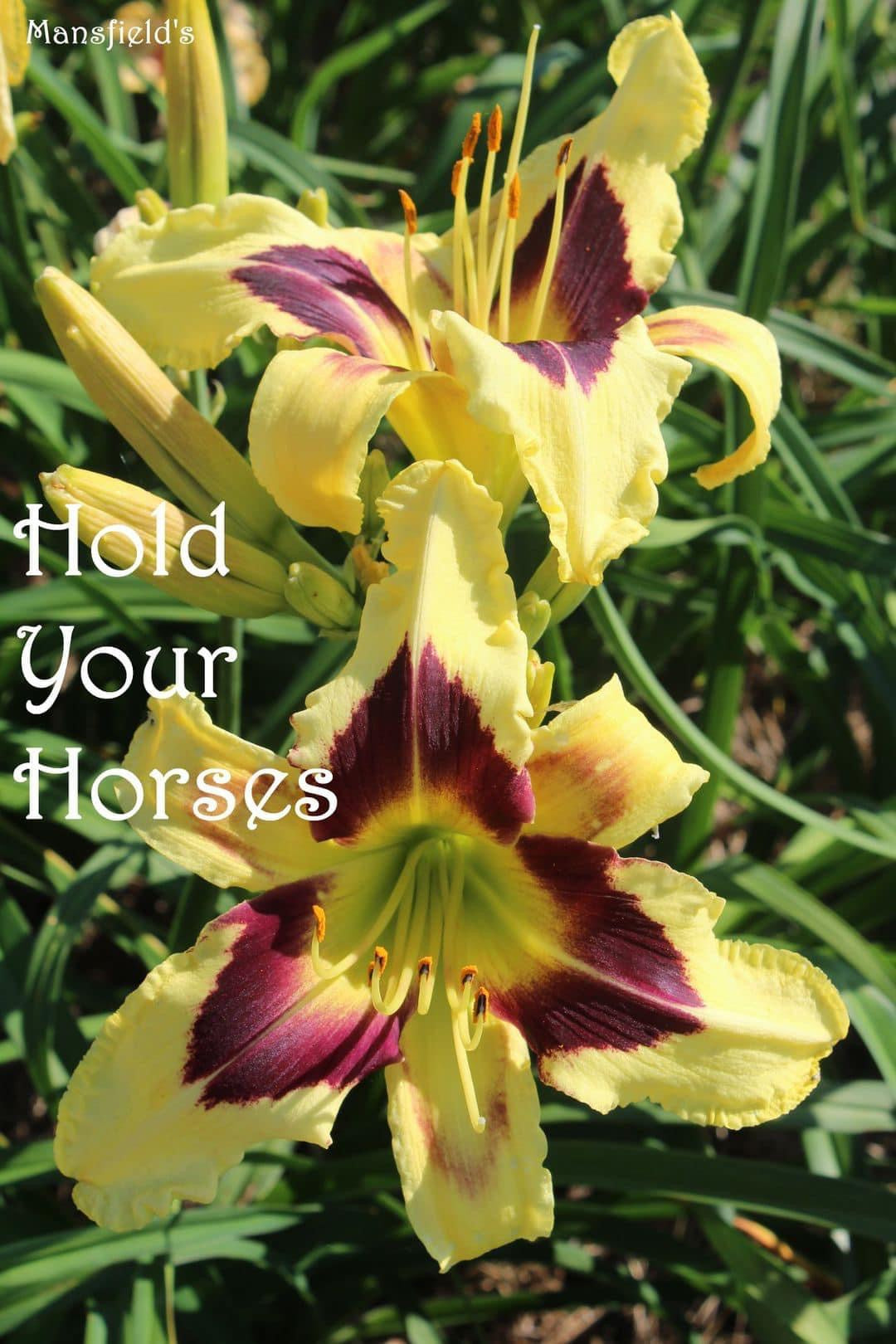 Hold Your Horses