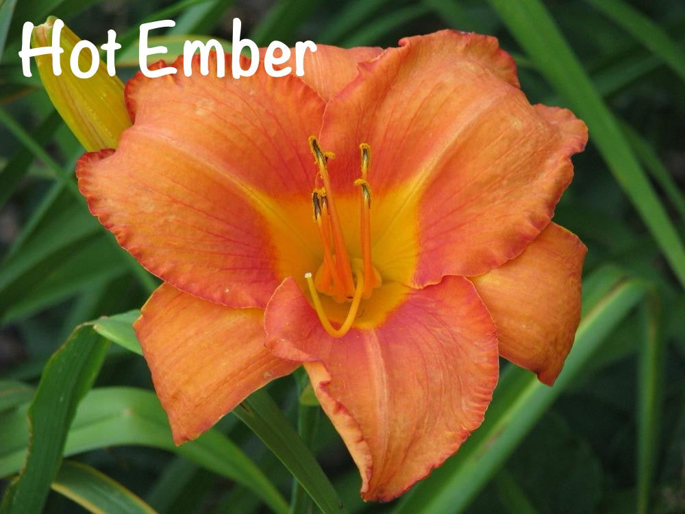 Hot Ember