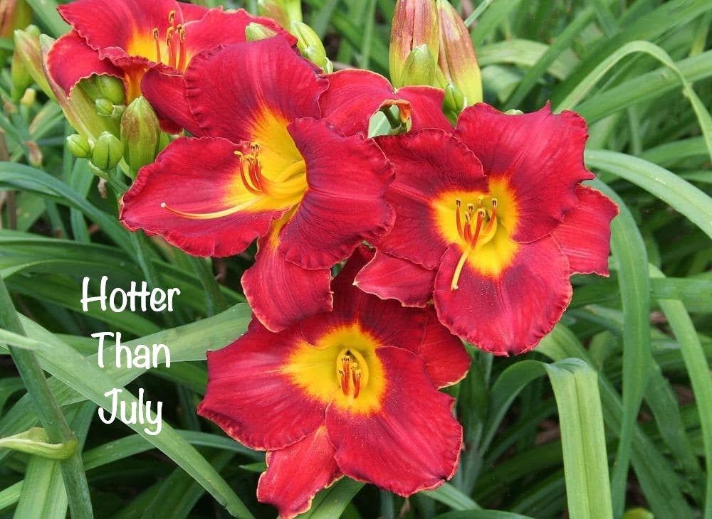 Hotter than July