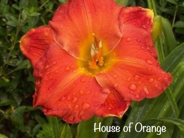 House of Orange