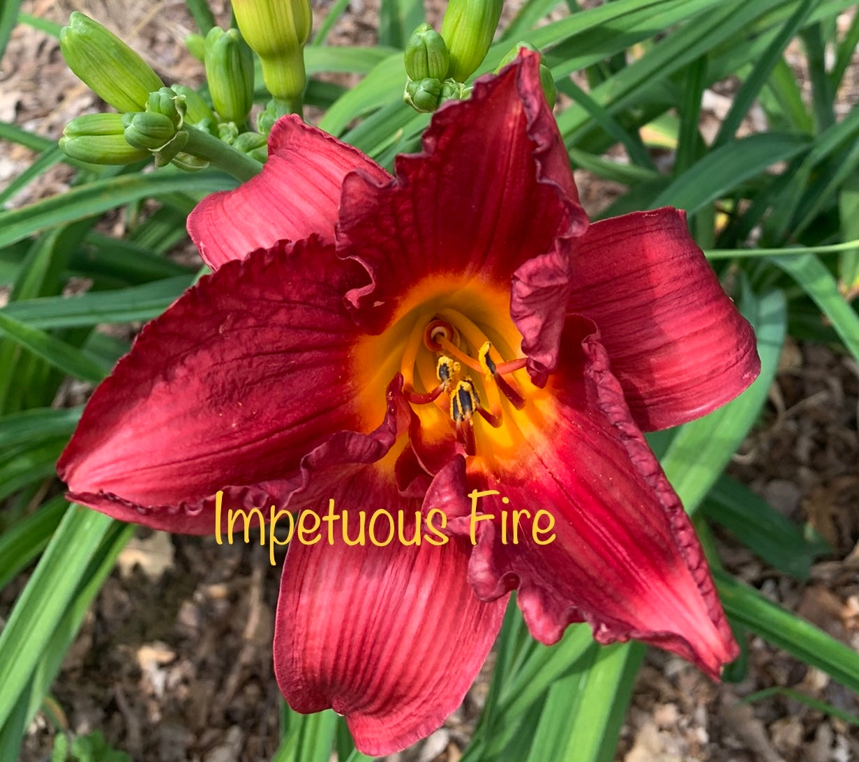 Impetuous Fire
