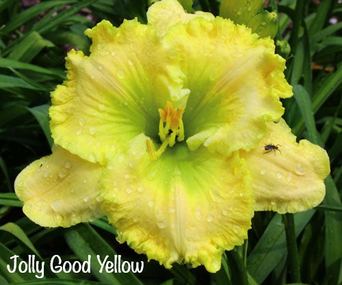Jolly Good Yellow