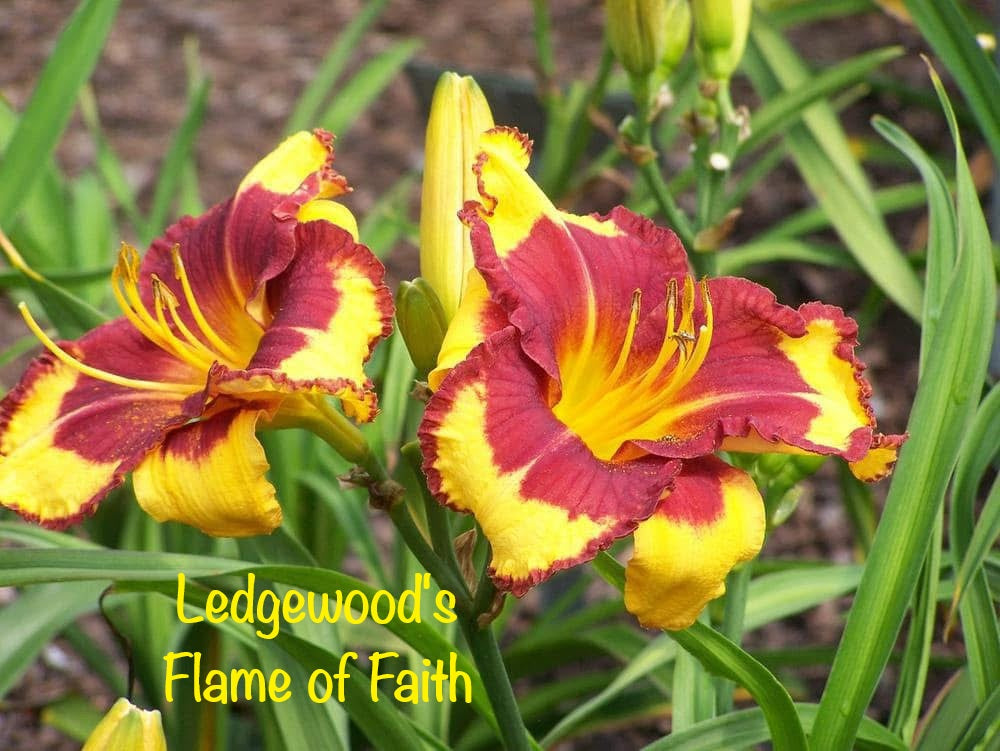 Ledgewood's Flame of Faith