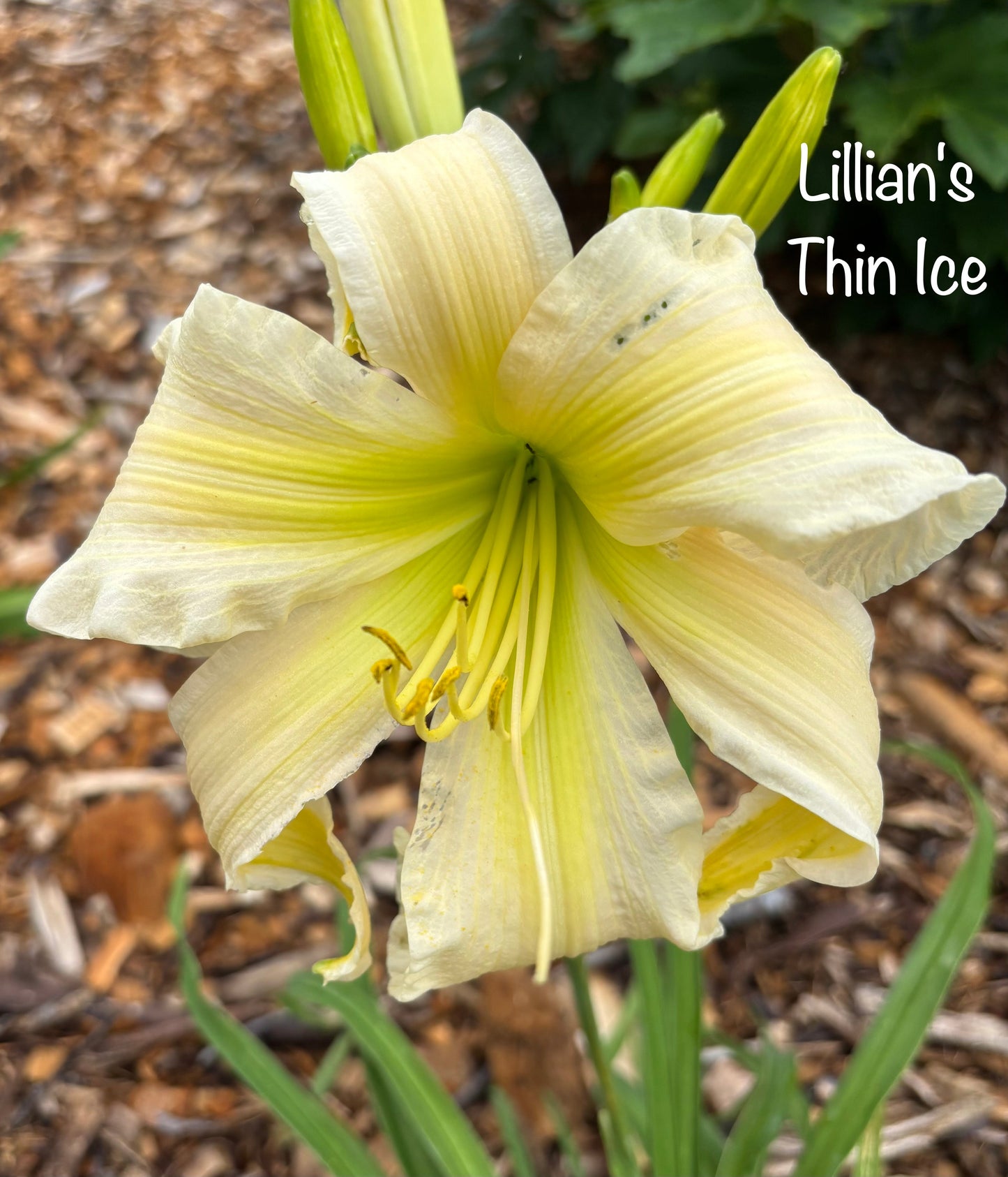 Lillian's Thin Ice