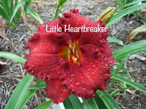 Little Heartbreaker