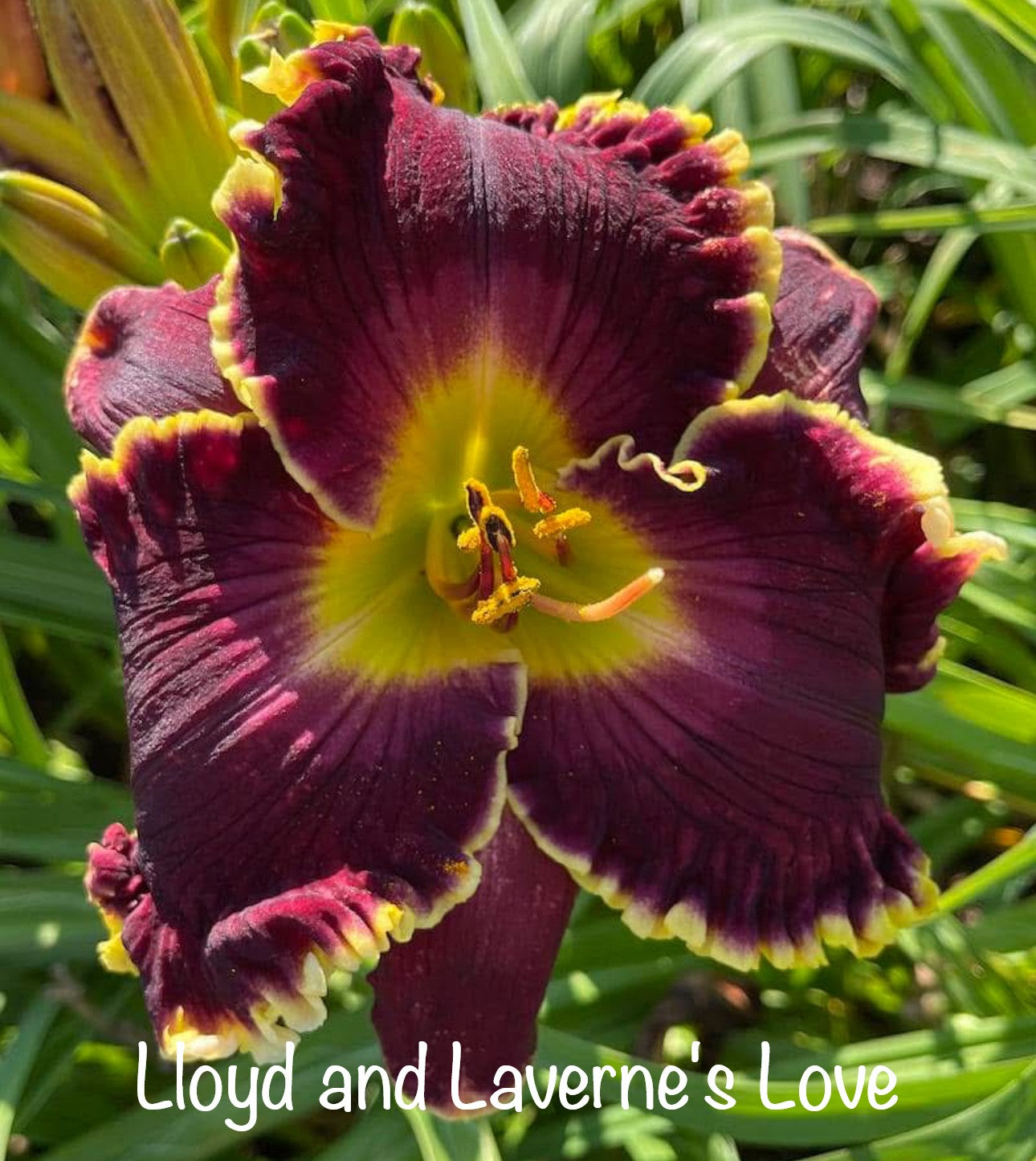 Lloyd and LaVerne's Love