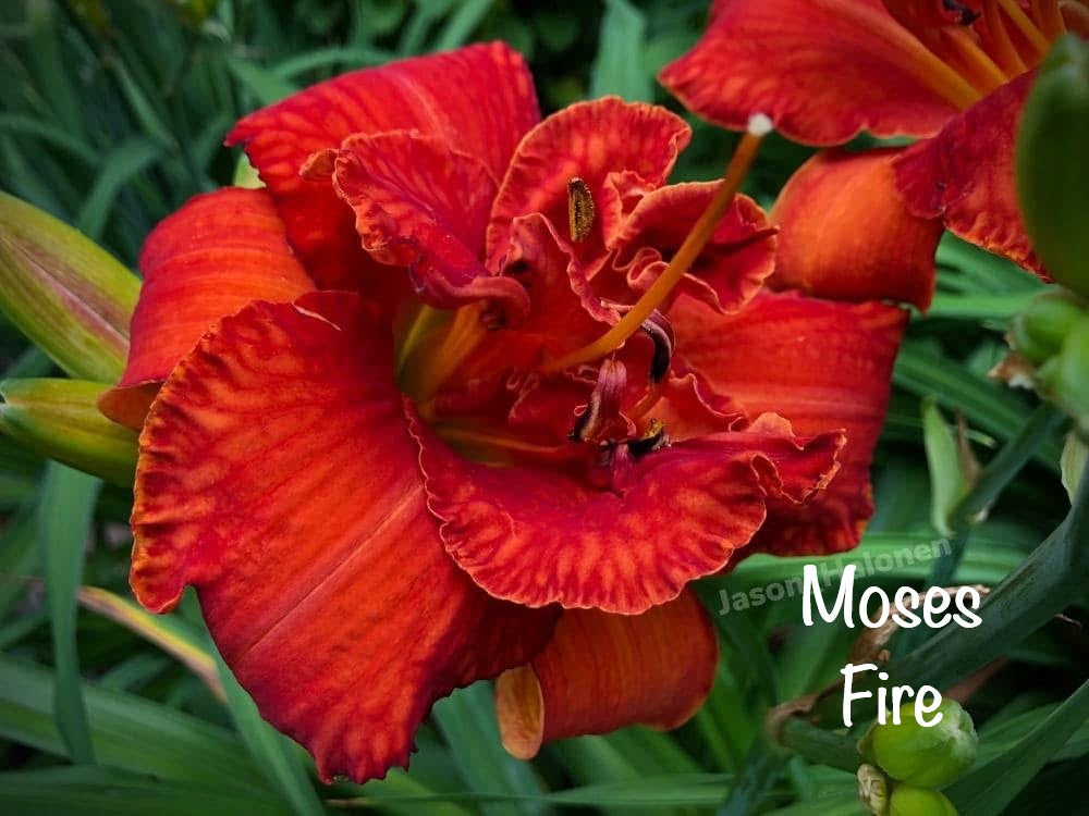 Moses' Fire