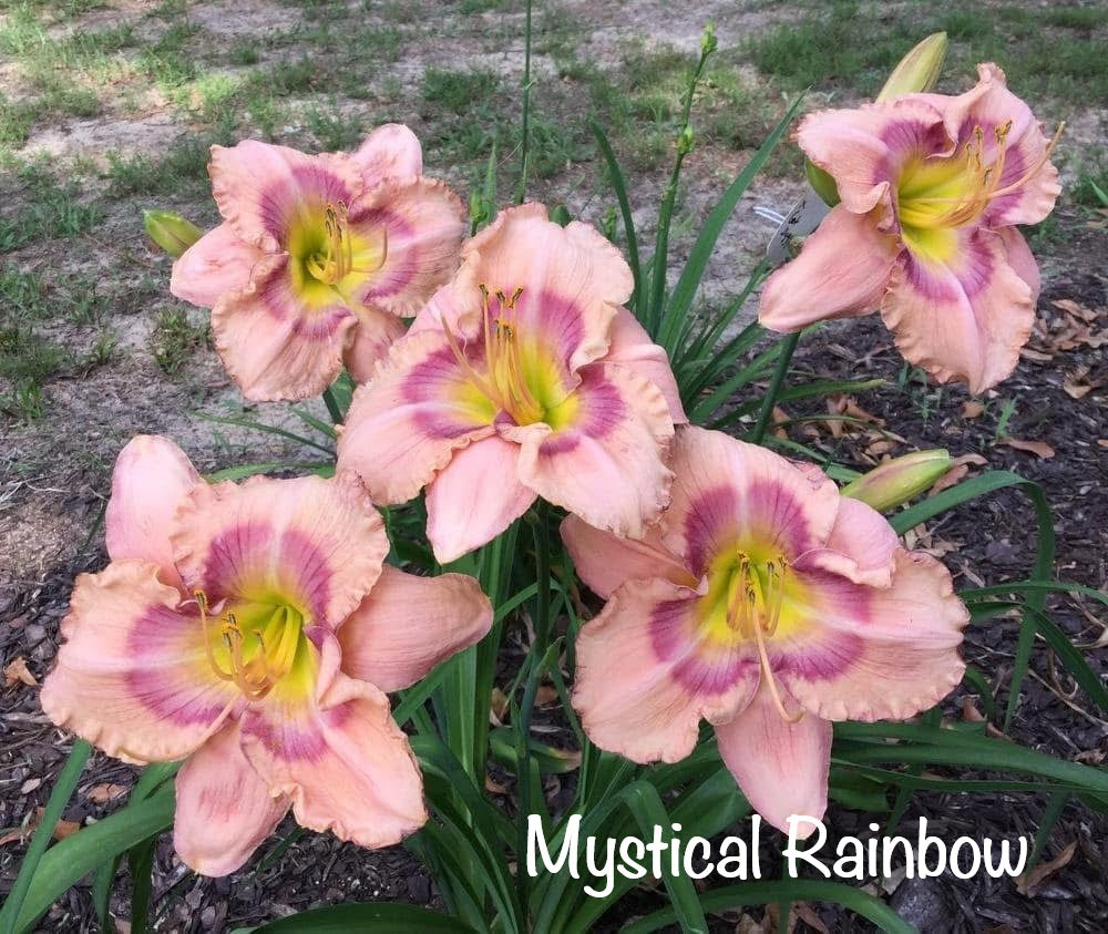 Mystical Rainbow