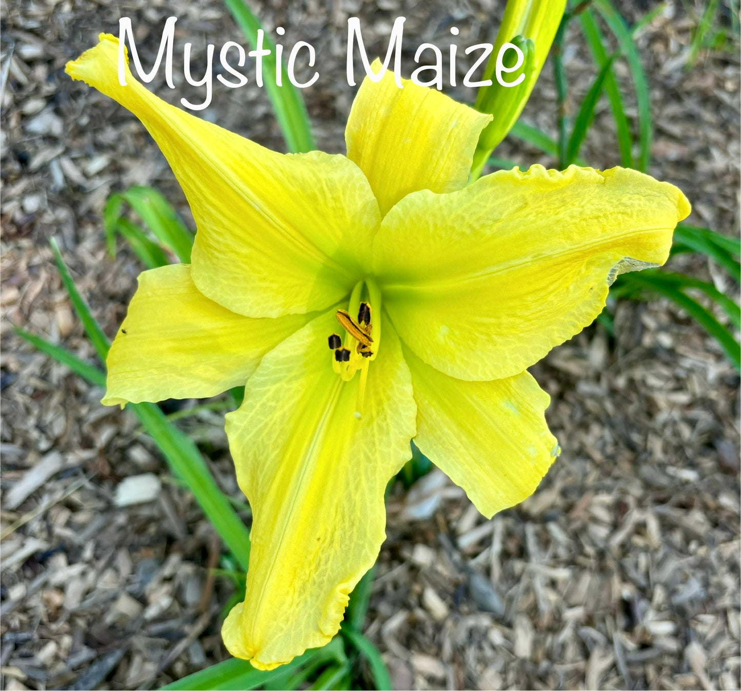 Mystic Maize