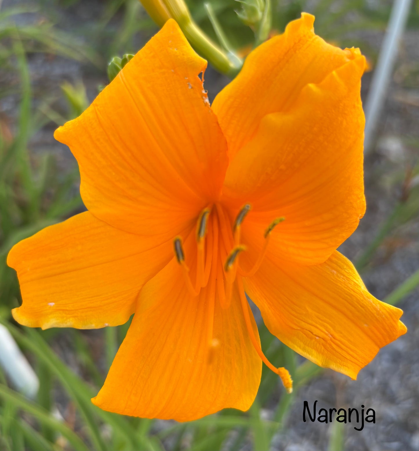 Naranja