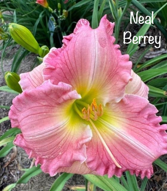 Neal Berrey