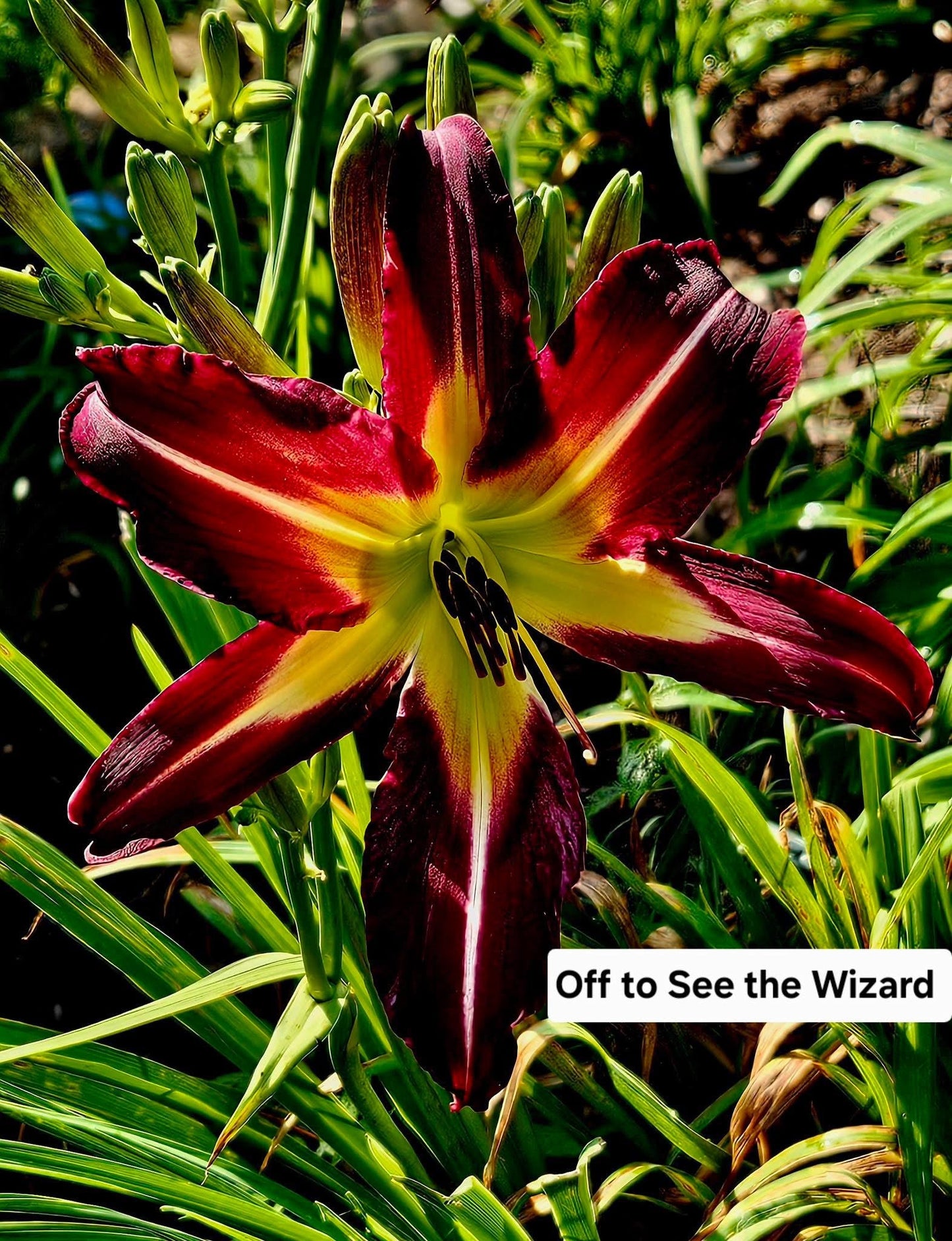 Off to See the Wizard