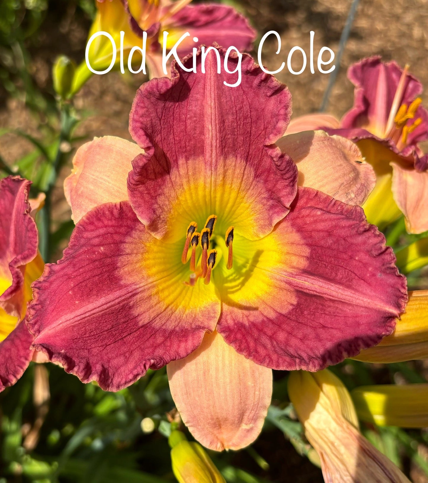 Old King Cole
