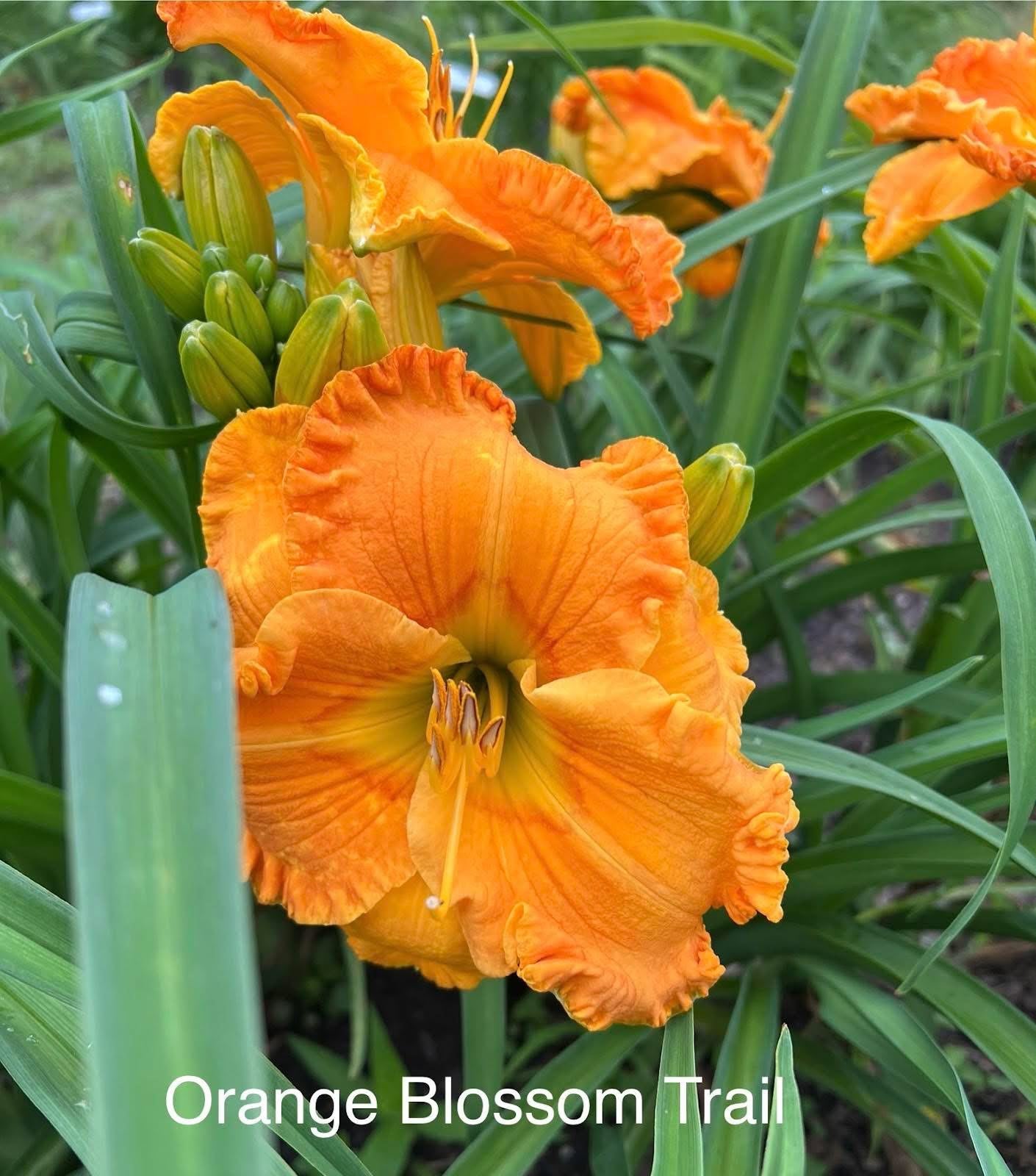 Orange Blossom Trail