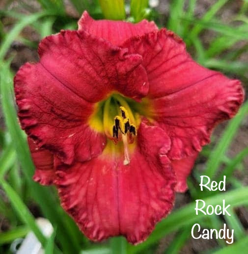 Red Rock Candy